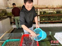 广东台山“八爪鱼”尝鲜正当时 反复摔打肉质更爽口